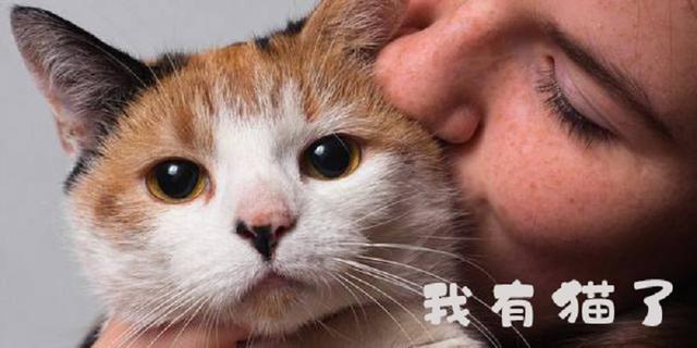 陪伴是空巢青年难觅的信任,欧拉猫是什么猫,能解忧吗?