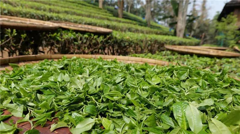 茶马古道新旅人 长城皮卡探访“古茶之王”