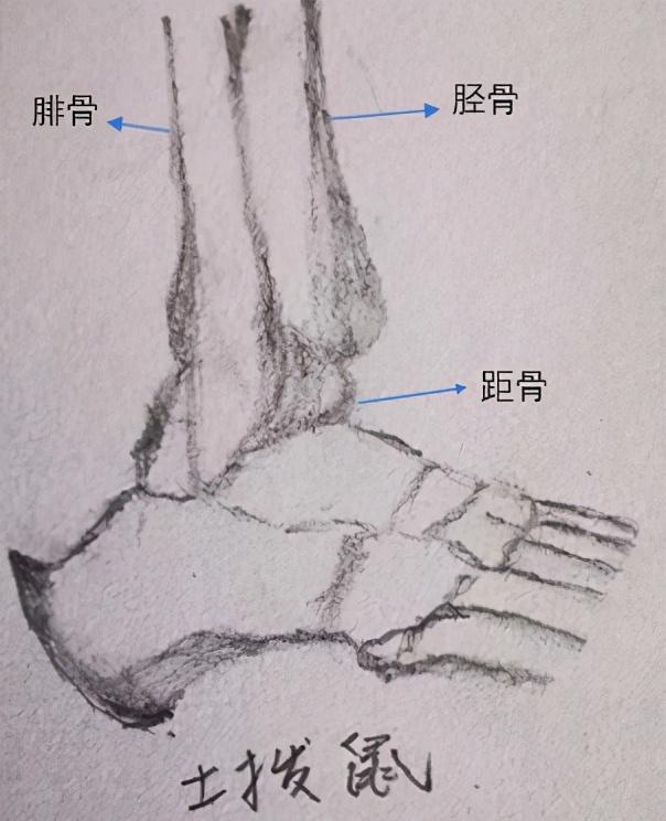 车悬架那么多 傻傻分不清？那人的悬架就更别提了