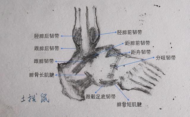 车悬架那么多 傻傻分不清？那人的悬架就更别提了