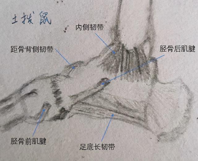 车悬架那么多 傻傻分不清？那人的悬架就更别提了