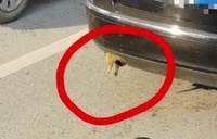 怪事！行驶的轿车排气管上挂了个小动物！遇到这事要这么做……