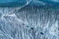 酣“戰”冰湖 穿越叢林 東風日產SUV家族勇闖“雪城”