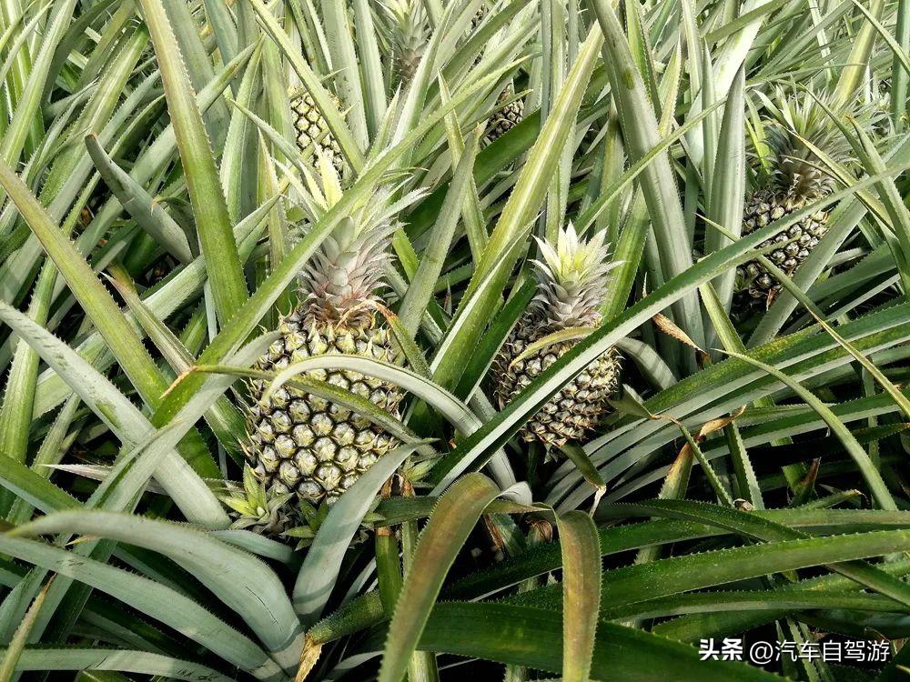 自驾广东湛江雷州半岛6玩点详解,穿越雷琼陆谷火山带(附地图)