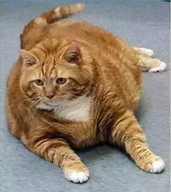 最胖的猫都减肥成功了,你还没去健身?