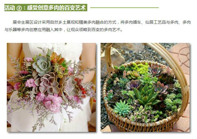 各种缀化,变异,杂交展品琳琅满目  光彩夺目  现场还有diy多肉拼盘