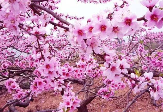 桃花岛简谱_桃花岛笛子简谱