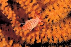 可續(xù)持發(fā)展 守護(hù)海洋，寶馬在行動(dòng)