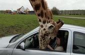 因没有车窗防夹功能，长颈鹿偷吃被零食被“攻击”
