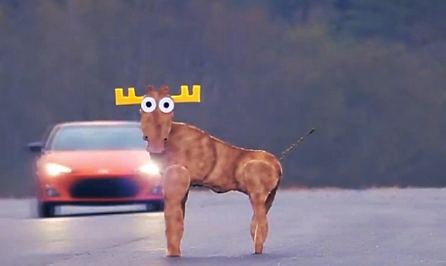 汽车做麋鹿测试，真的要用鹿嘛？