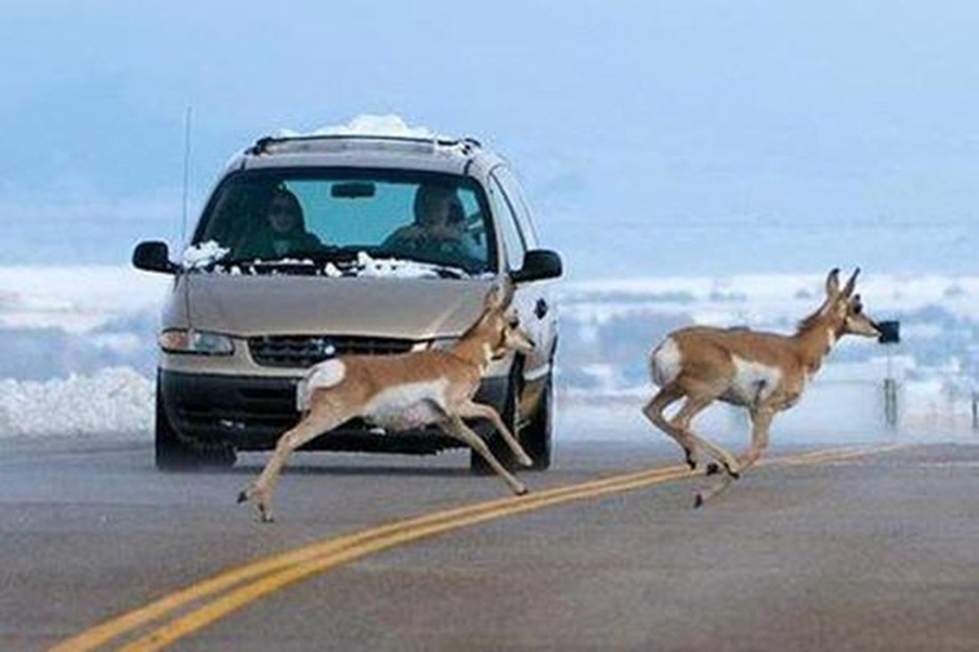 高速上遇到動物，是急剎還是撞上去？交警：最后說一遍