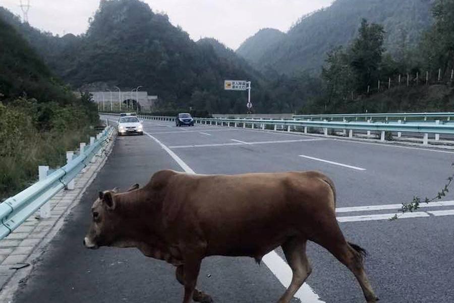 在高速上如果遇到突然竄出來的動物怎么辦？撞上去還是急剎車？