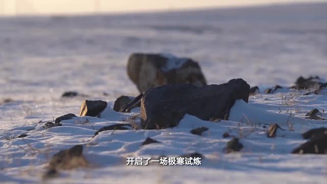 極寒試煉柴油發(fā)動機，詳解汽油機與柴油機的區(qū)別