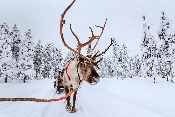 尋找圣誕老人的馴鹿，去雪地越野要怎么做？