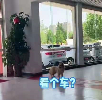 狗狗進4S店看車，銷售員：每一個靈魂都值得被尊重！