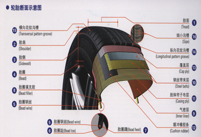帘布层帘线排列的方向与轮胎的子午断面一致