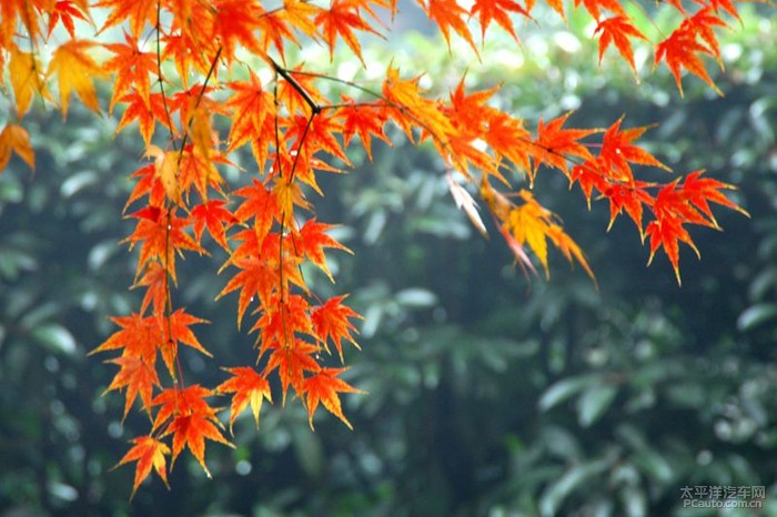 我喜欢的季节秋天