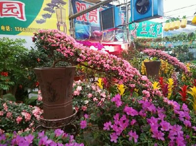 洛阳花卉市场随拍