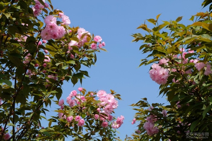 四川自贡刘山樱花节