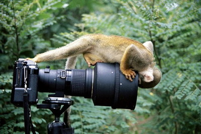 网上搜集的搞笑动物图片,逗大家一乐!