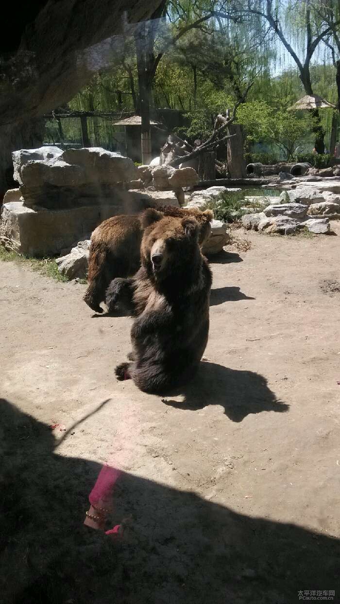 动物园里的熊大熊二