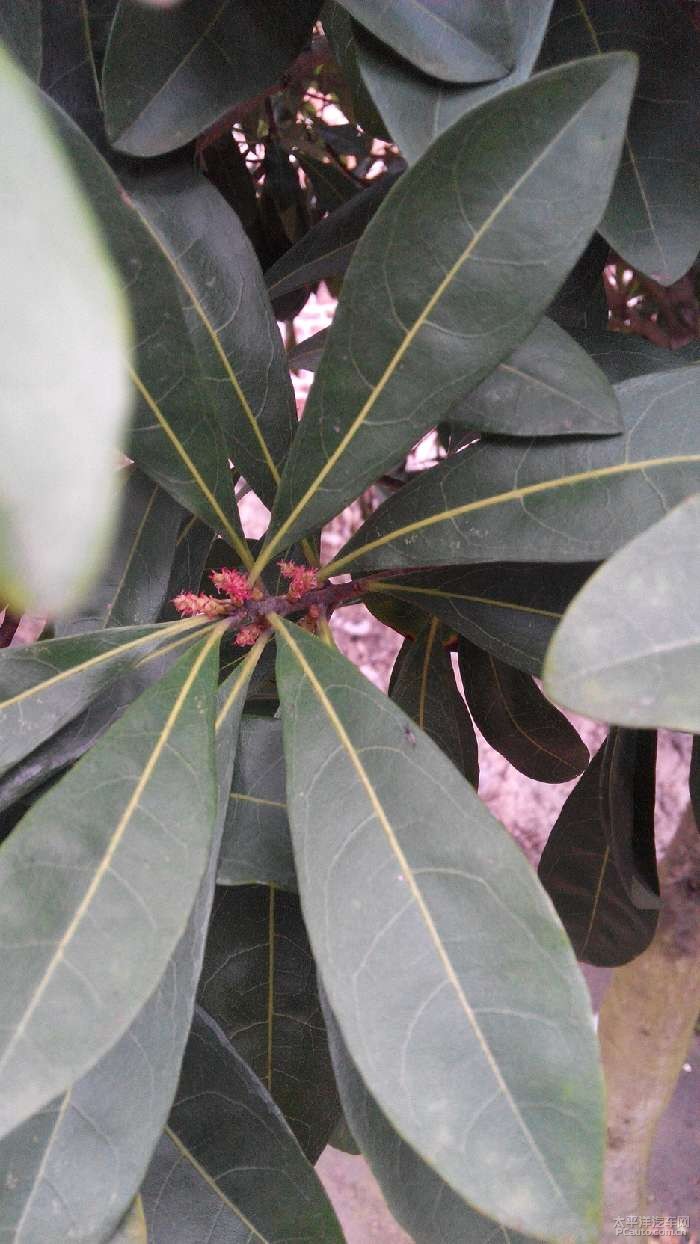 杨梅开花到结果