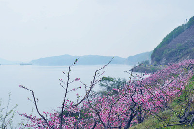 在那桃花盛开的地方---五一丹东宽甸河口桃花岛游记