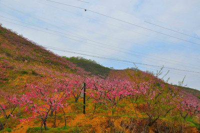 在那桃花盛开的地方---五一丹东宽甸河口桃花岛游记