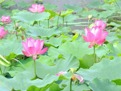红莲湖的荷花与莲花