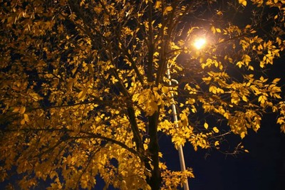 深秋的夜,斑驳陆离,树影婆娑,色彩缤纷,金黄灿灿.光影