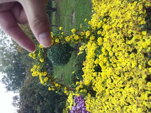 菊花爆满山的简谱_菊花爆满山(2)