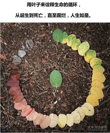 用叶子来诠释生命的循环,从诞生到死亡,直至腐烂,人生