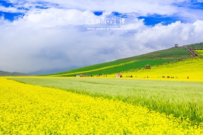 迷醉在那金黄的海洋——门源油菜花海