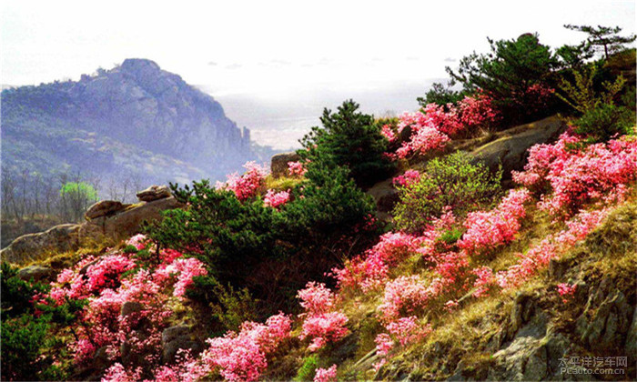 大珠山人口_大珠山杜鹃花图片(3)