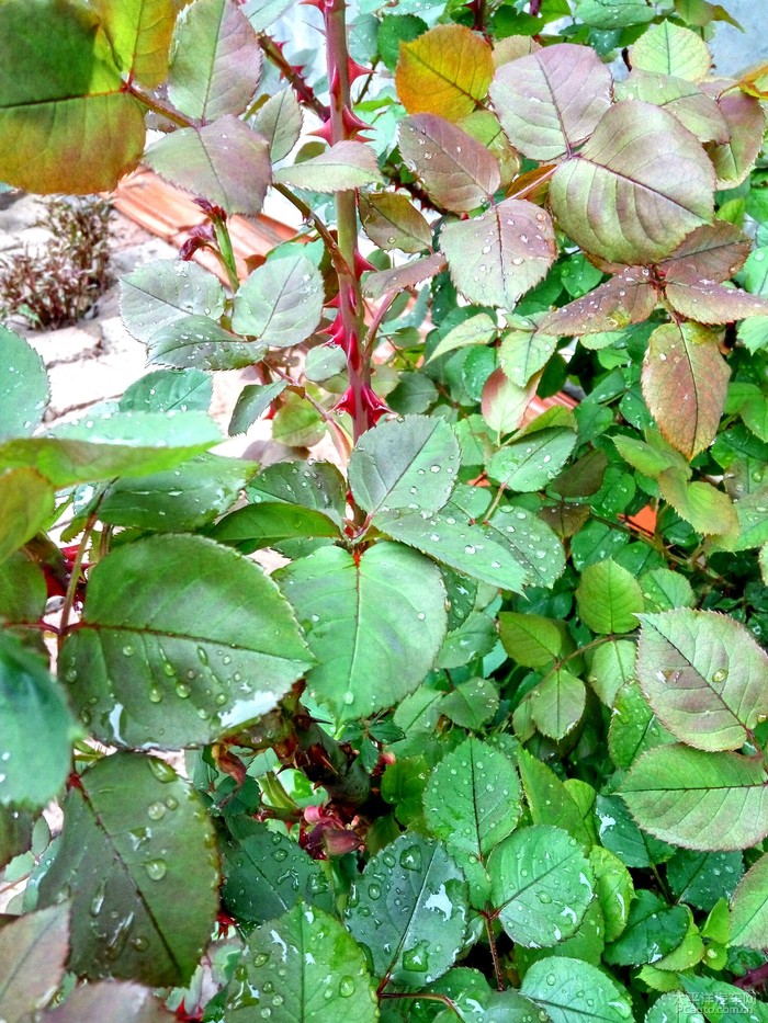 月季花虽然好看,但是枝茎上长满了刺,就像玫瑰花一样好看,可是你要