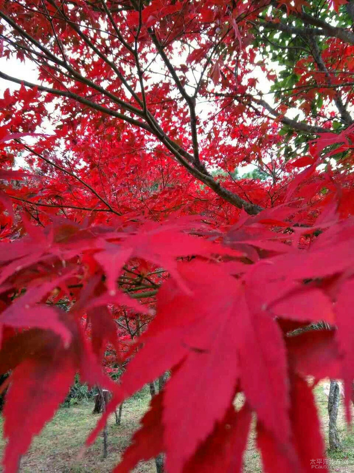 自驾游——紫溪山风景区赏红枫叶