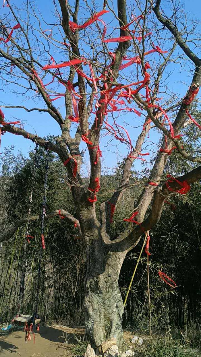 村边的情人树,树上的每一个红绳子都是一对情侣呦!想来体验一下么?
