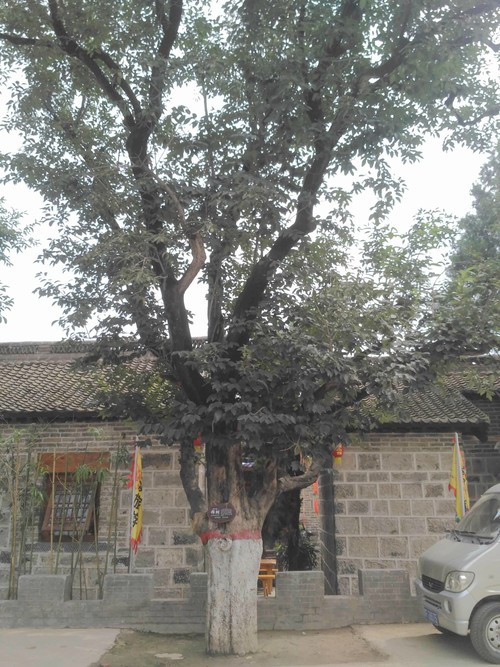 鹤壁桑园游玩攻略,鹤壁桑园游玩攻略一日游
