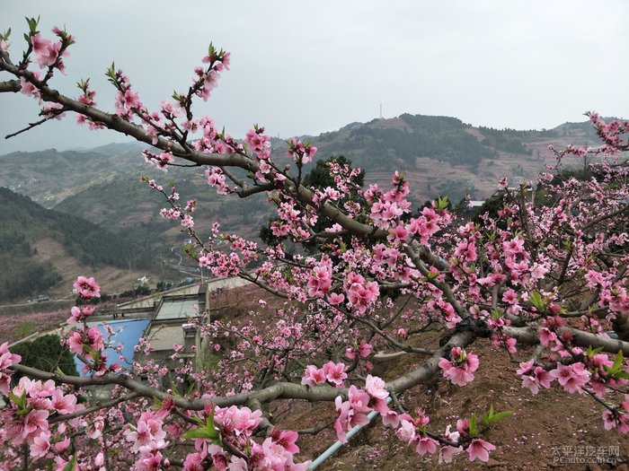 悠悠桃花情简谱_桃花简笔画