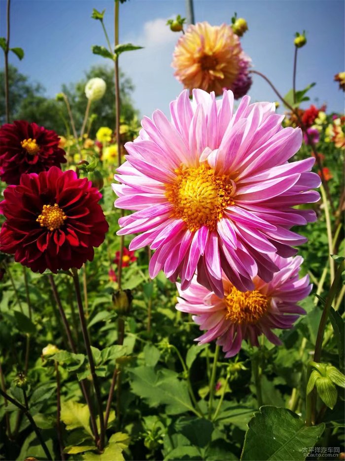 九月是观赏菊花最好的季节