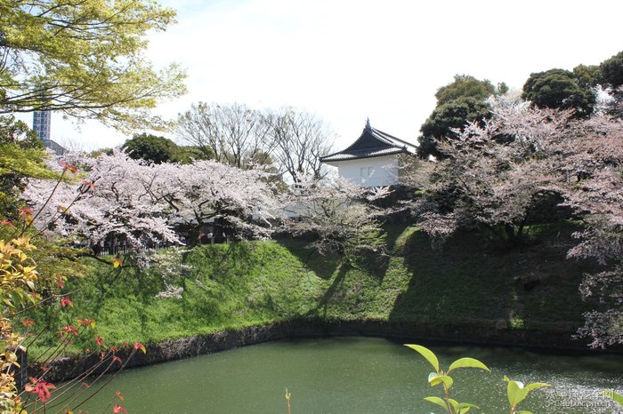 日本东京千鸟之渊赏樱之旅