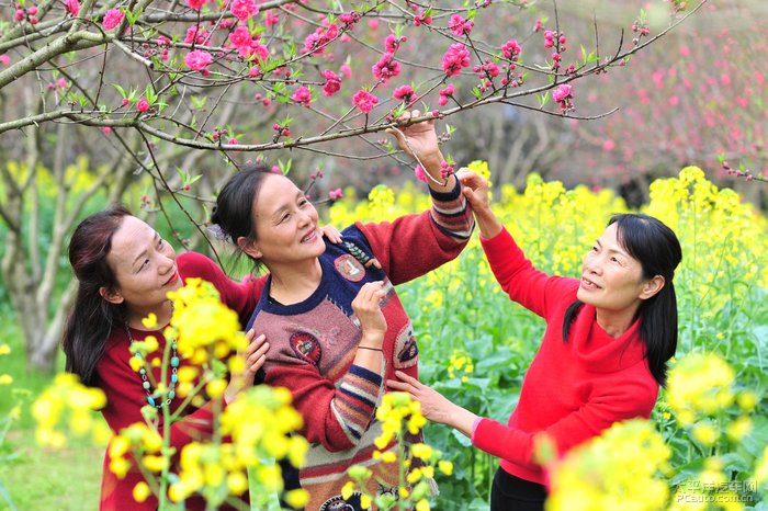 柳州千亩湖桃花岛,几乎是每年我们必去的一处赏花圣地.