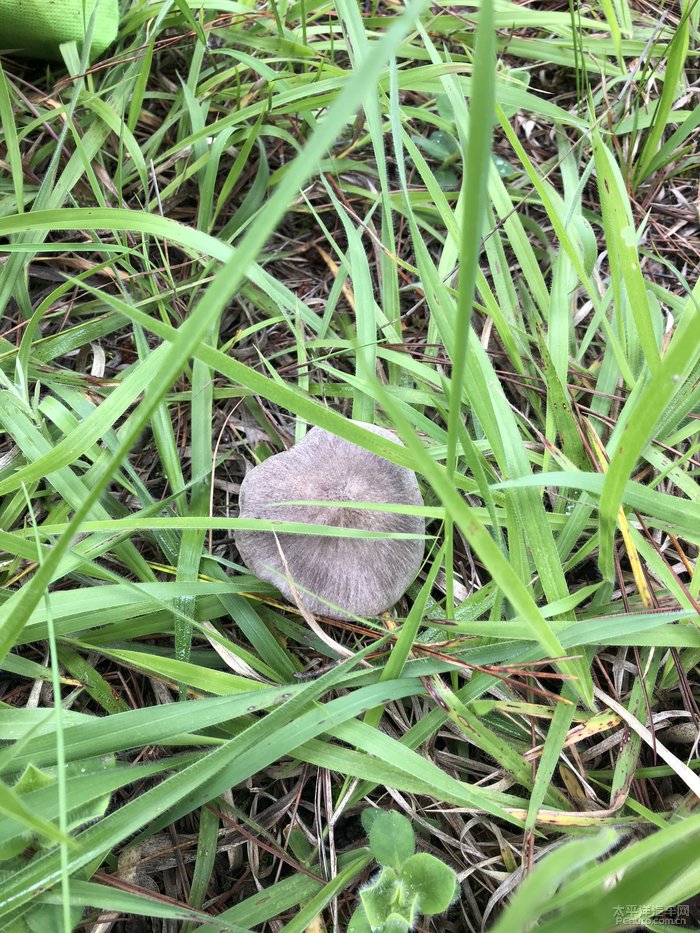 闲暇之余太安捡菌一日游
