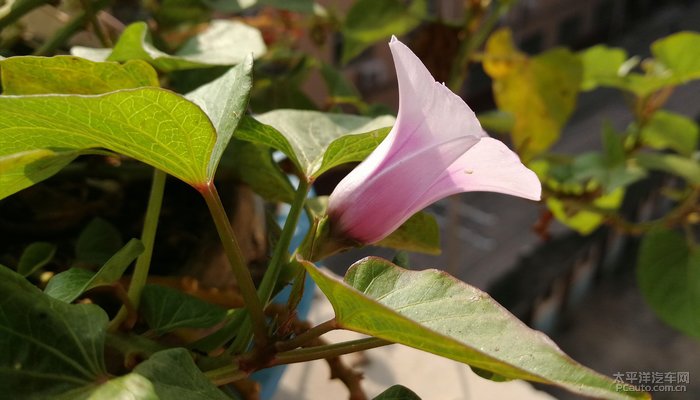 红薯开花也娇艳