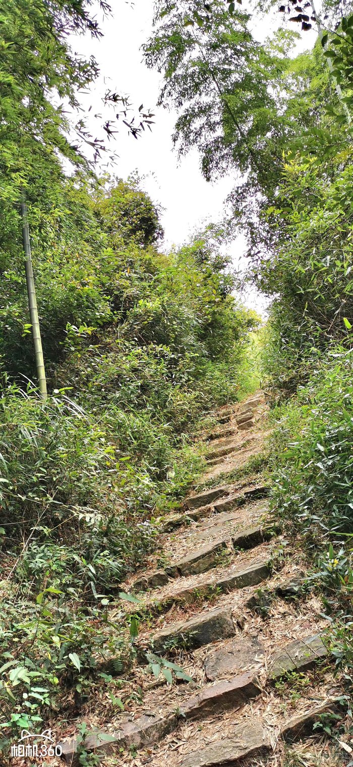 山间小路也还没在萧条的样子,也是枝繁叶茂,比在大夏天出来玩不知道好