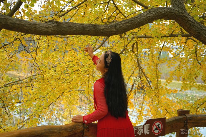 几里杏叶黄,几度梦魂牵,随州千年银杏谷,秋天的童话世界