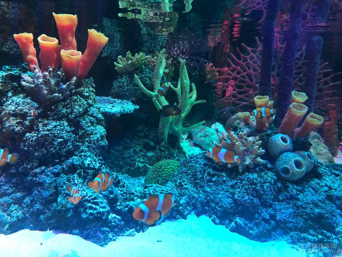 入馆第一件事:看看海洋生物,开启海底探秘之旅.