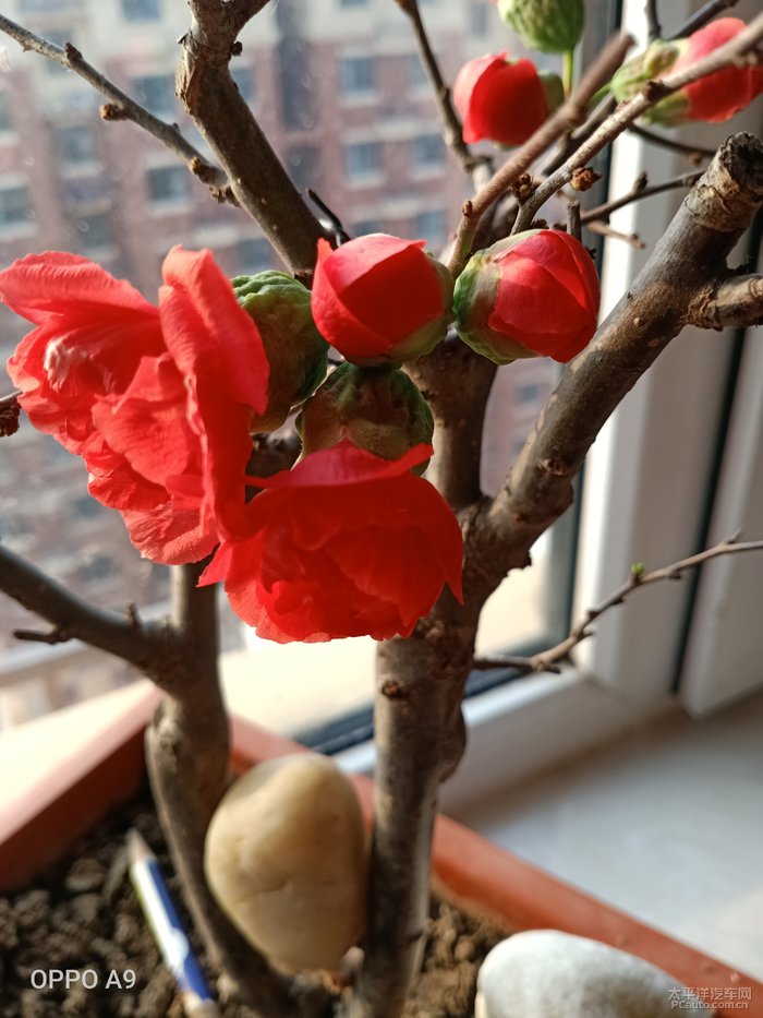 寒冬腊月的木瓜海棠