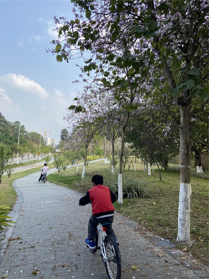 小男孩和他爸爸在公园骑自行车,不禁想起儿时学自行车的时候