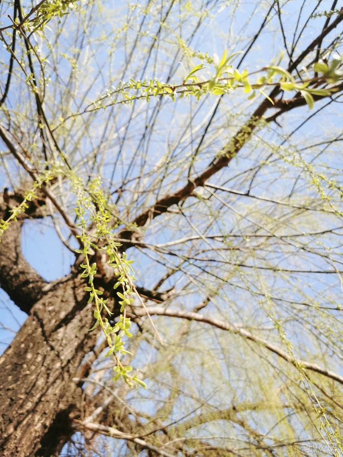 春分时节忙农活惬意轻松